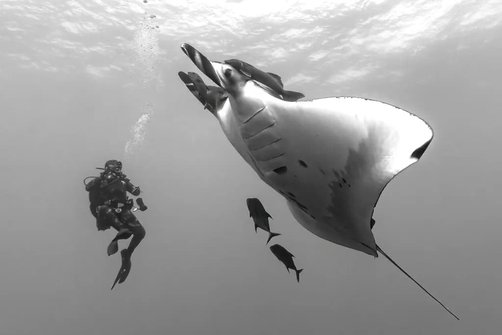 The Encounter — Manta Ray in Black and White