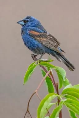 Jewel on a Green Perch– Blue Grosbeak