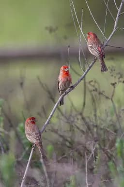 Three of a Kind — House Finches in Early Spring