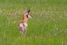Pronghorn in Summer Grass