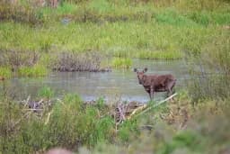 First Spring — Moose Calf at the Wetland