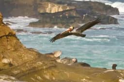 Wild Coast Untamed Spirit