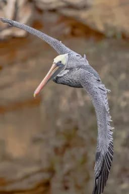 The Arc — A Brown Pelican in Perfect Descent