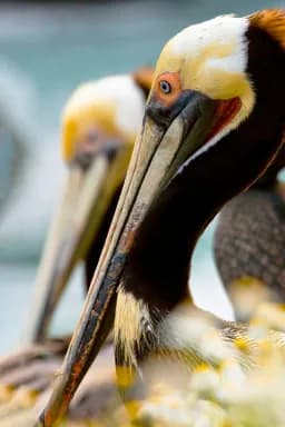 Face to Face - The Soul of a Pelican