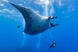 Gentle Giant — A Manta Ray and the Scale of Wonder
