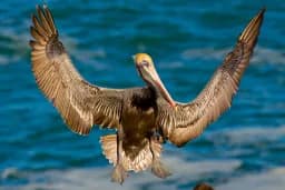 Brown Pelican in Full Wing Spread — A Commanding Wildlife Portrait