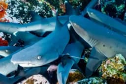 Into the Pile — Whitetip Reef Sharks at Rest