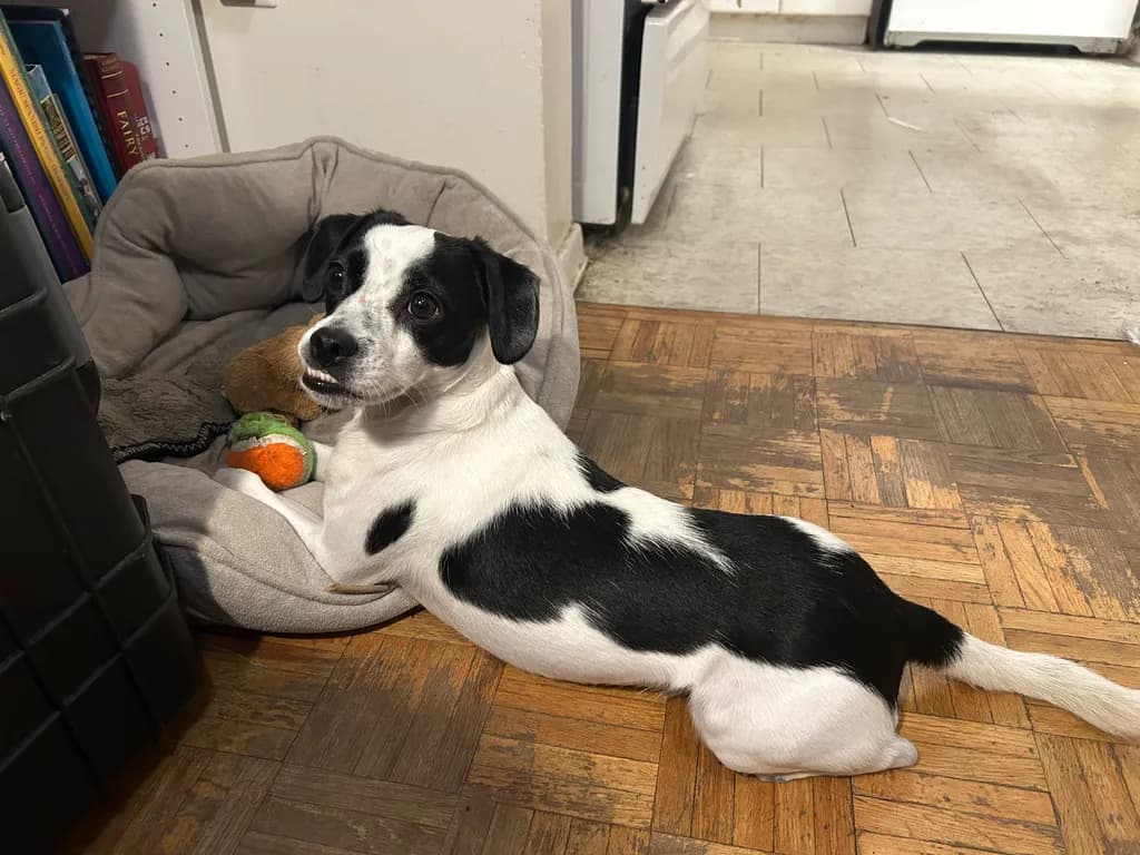 Playful Companion