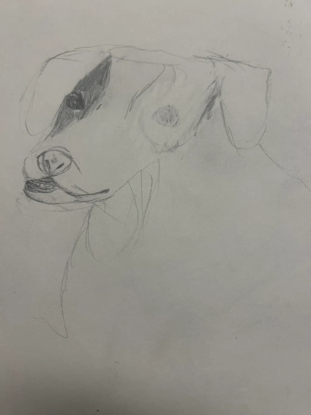 Soulful Canine Portrait