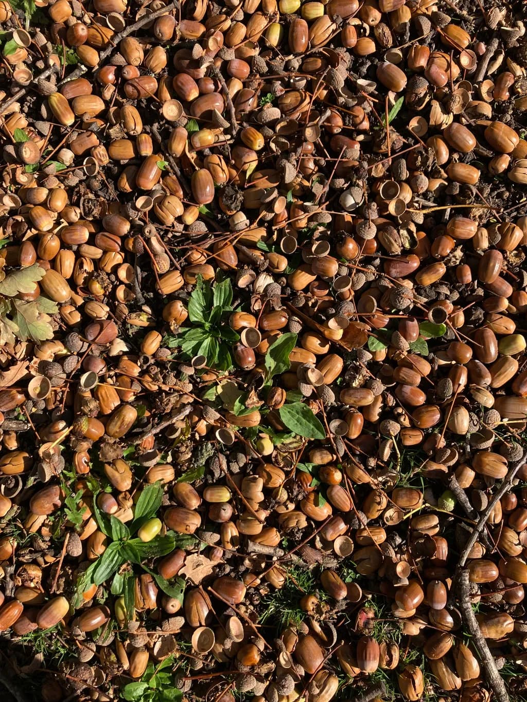 Autumn Acorns