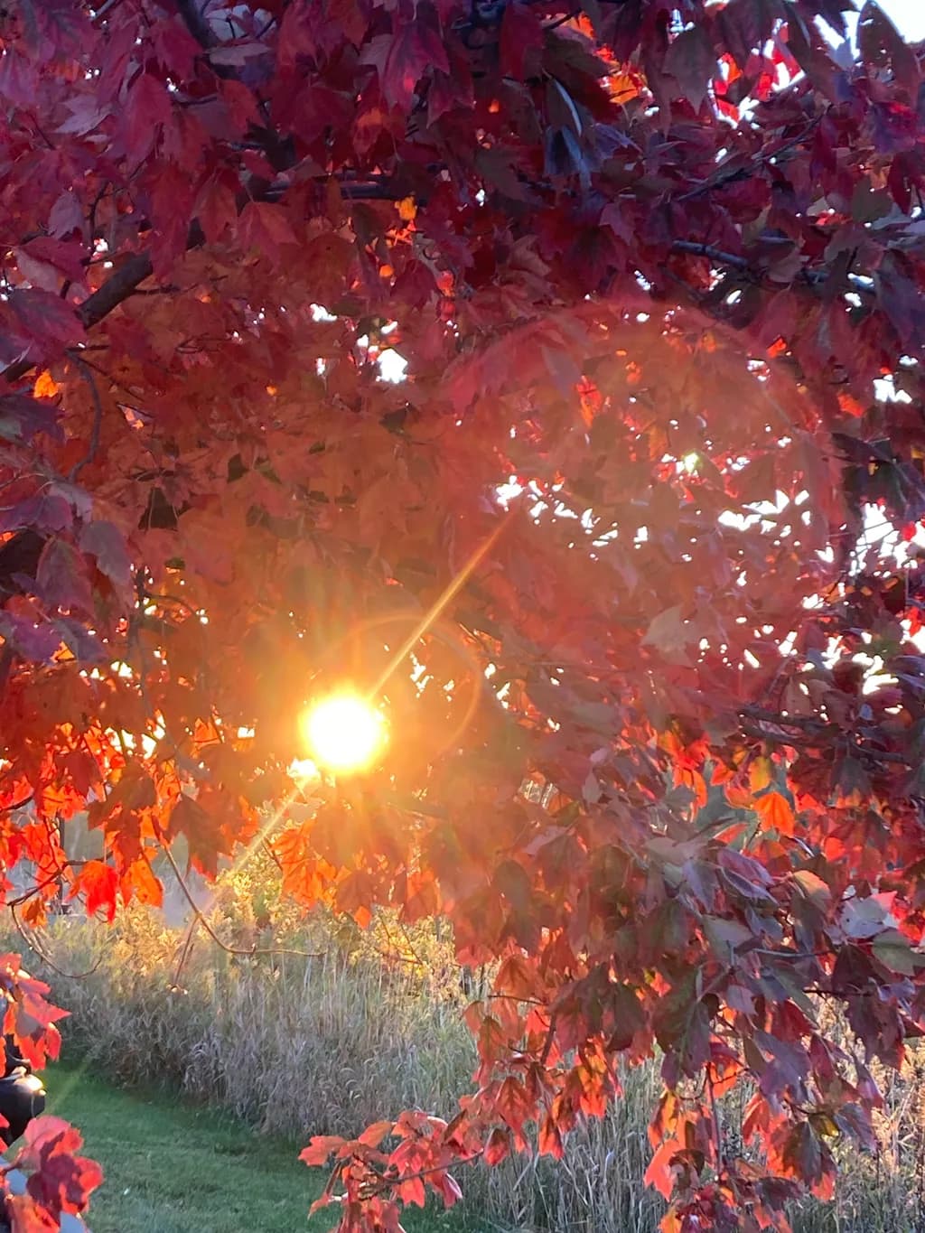 Autumn Glow
