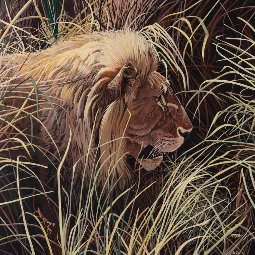 Lion in Tall Grass