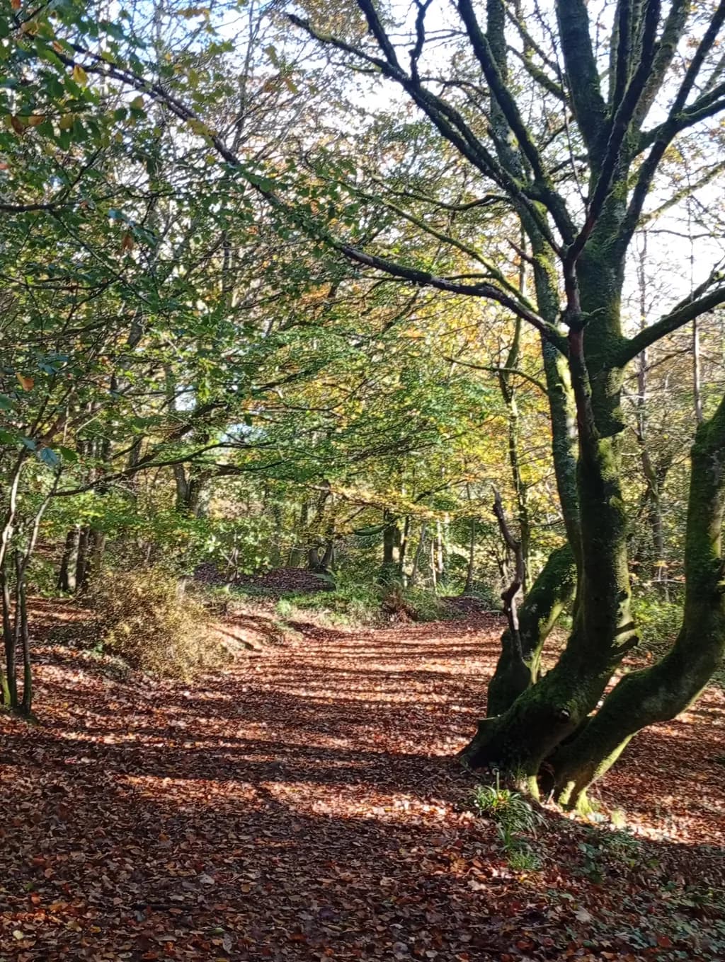 Autumn Trail