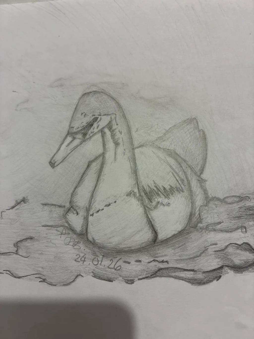 Swan Sketch