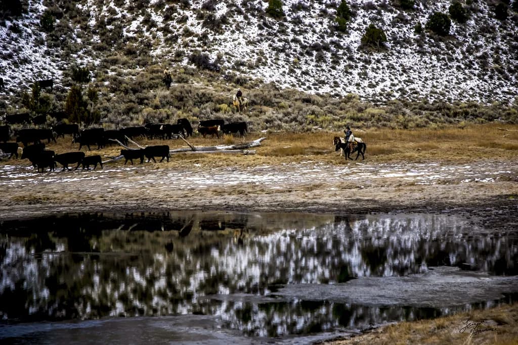 Cattle Reflections