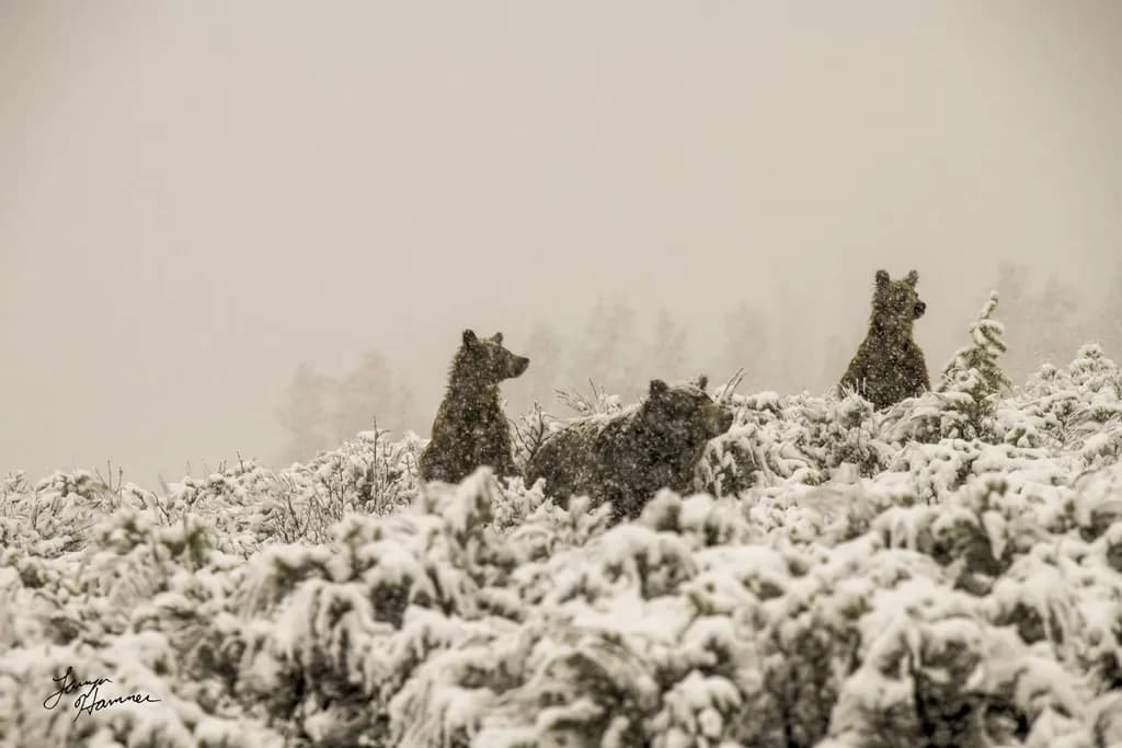 Snowy Grizzlies