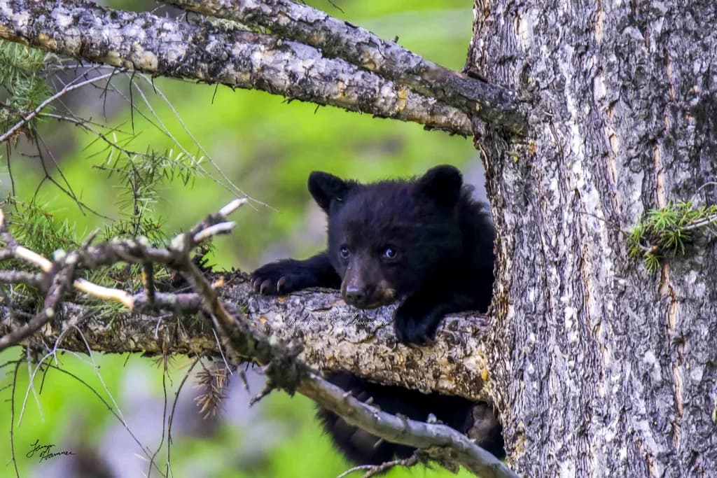 Curious Cub