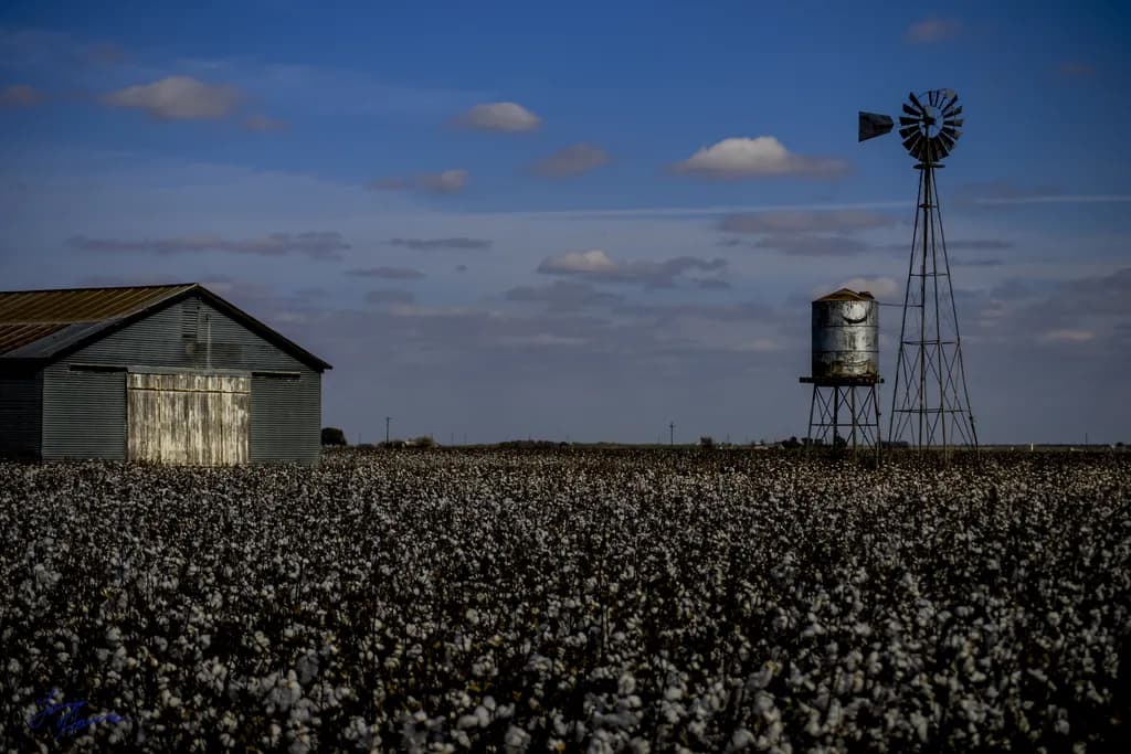 Cotton Fields