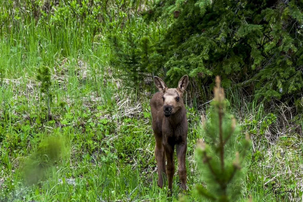 Young Moose Encounter