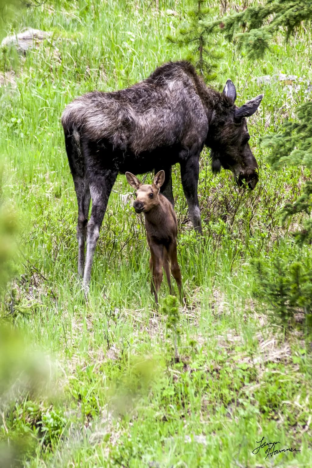 Baby Moose