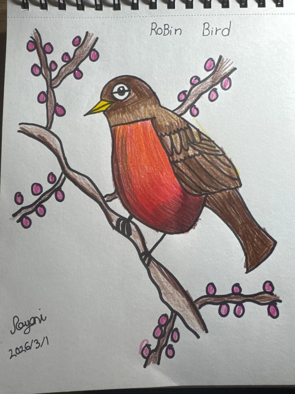 Robin Bird on Branch