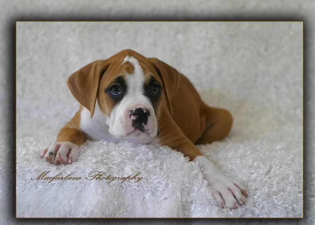 Puppy Portrait