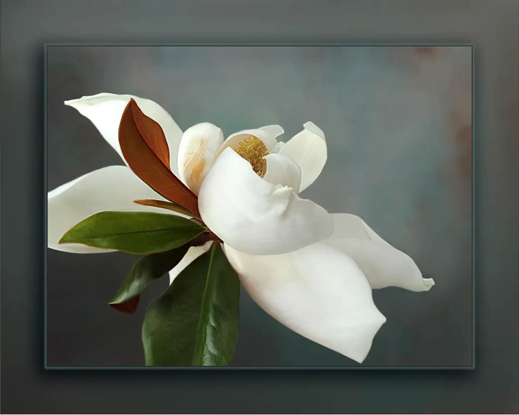 Magnolia Elegance