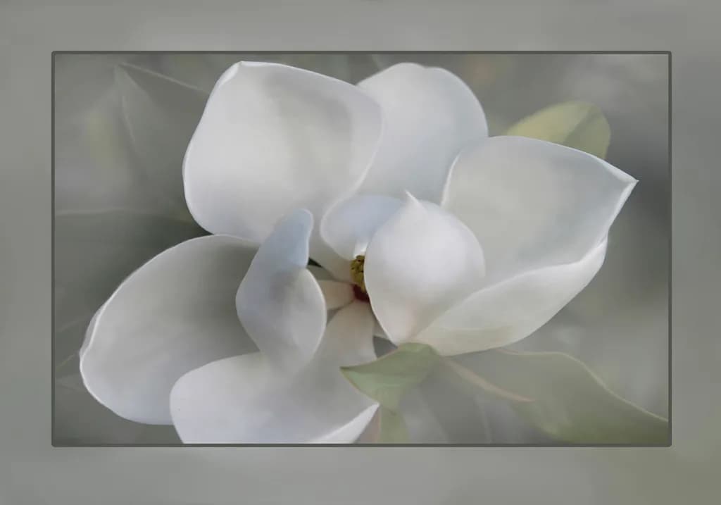 Magnolia Elegance
