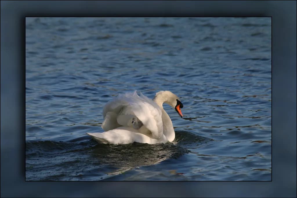 Graceful Reflection