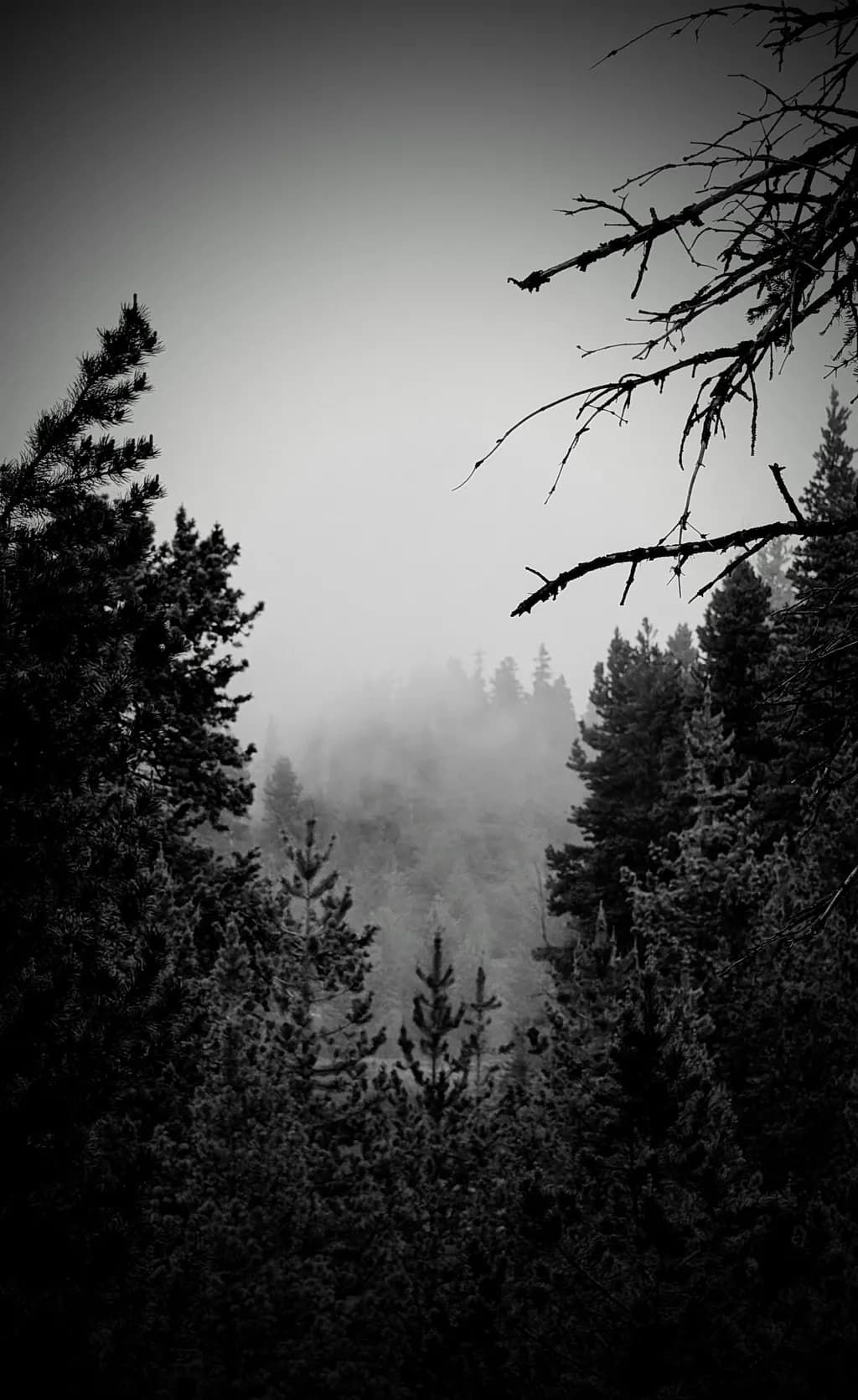 Fogbound Pines