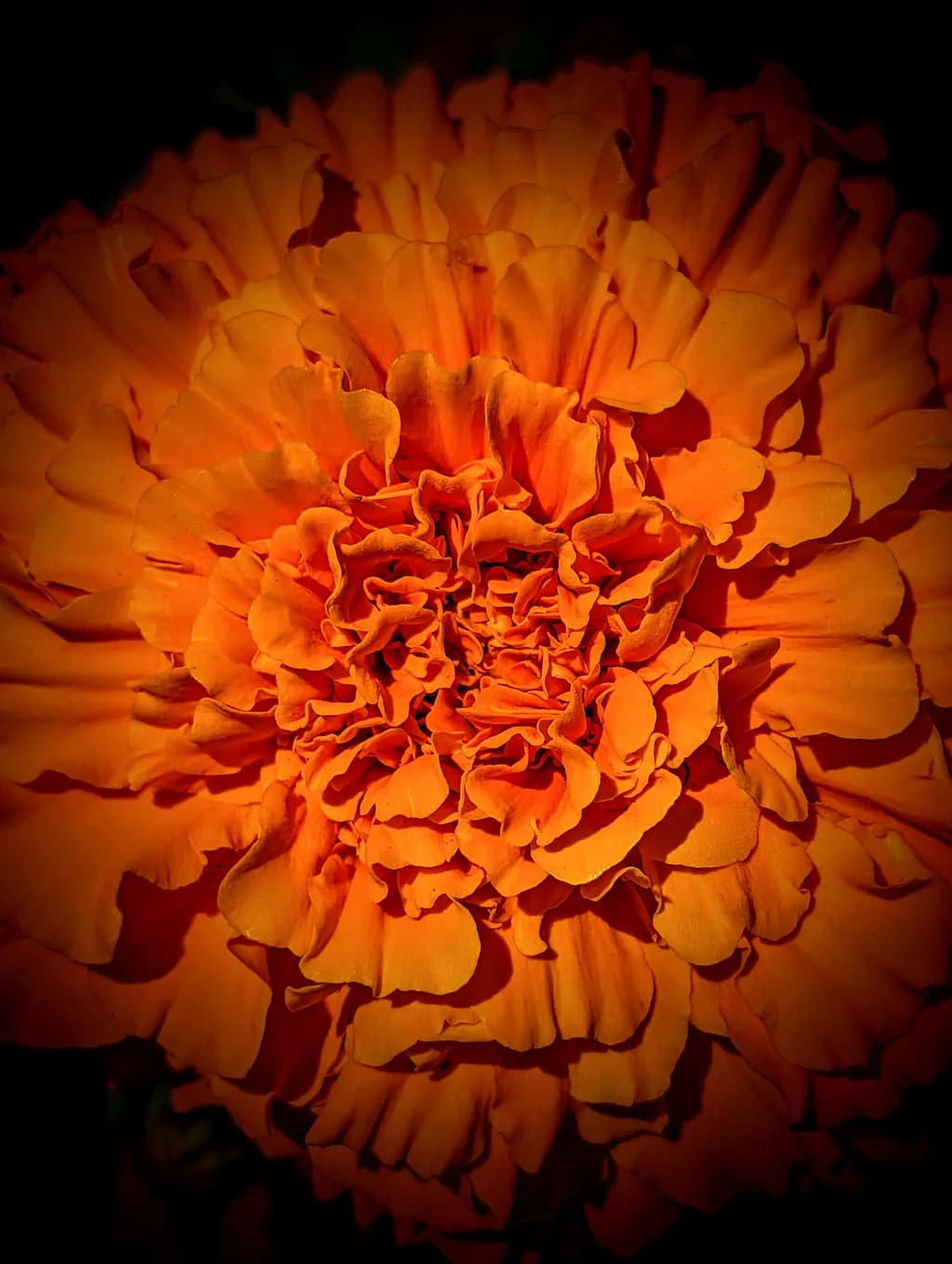 Fiery Bloom