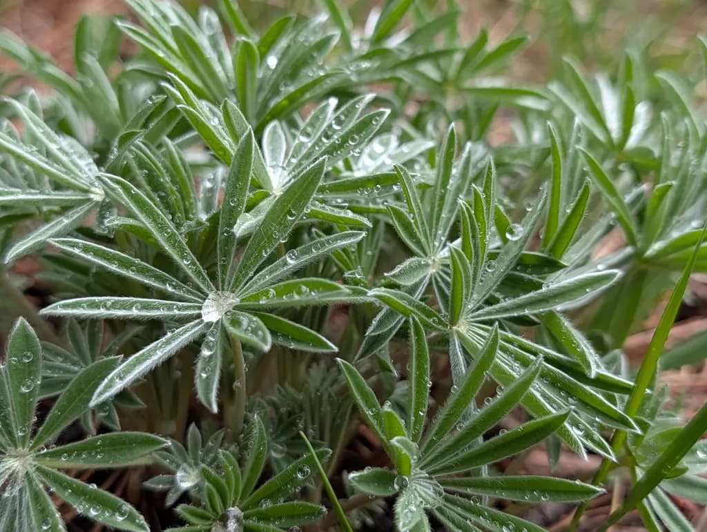 Dew-Kissed Leaves