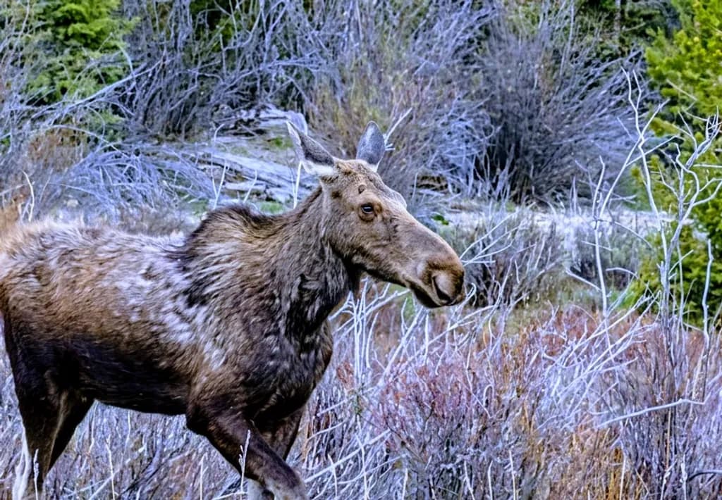 Wintry Moose Passage