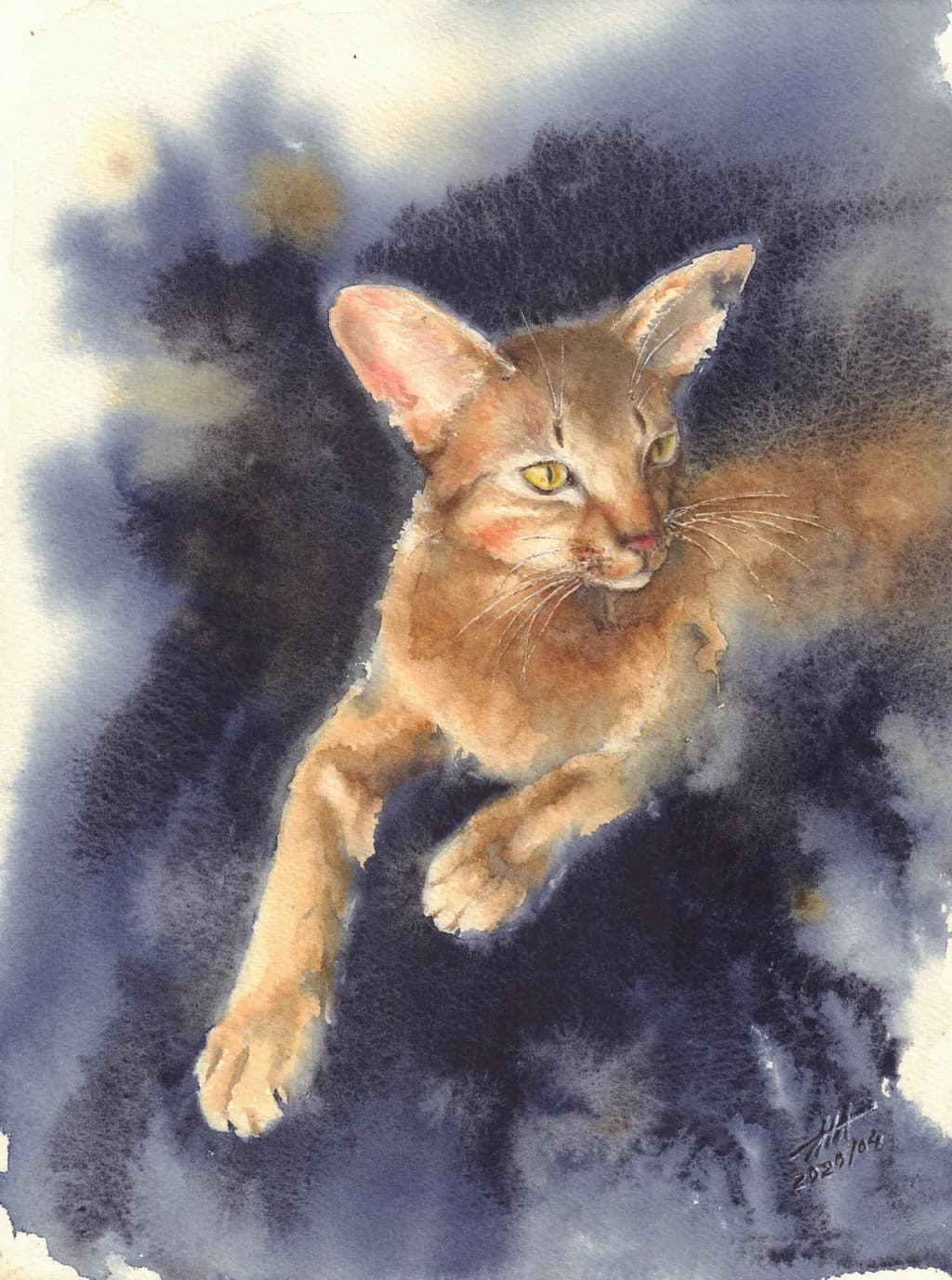 Anos R Cat