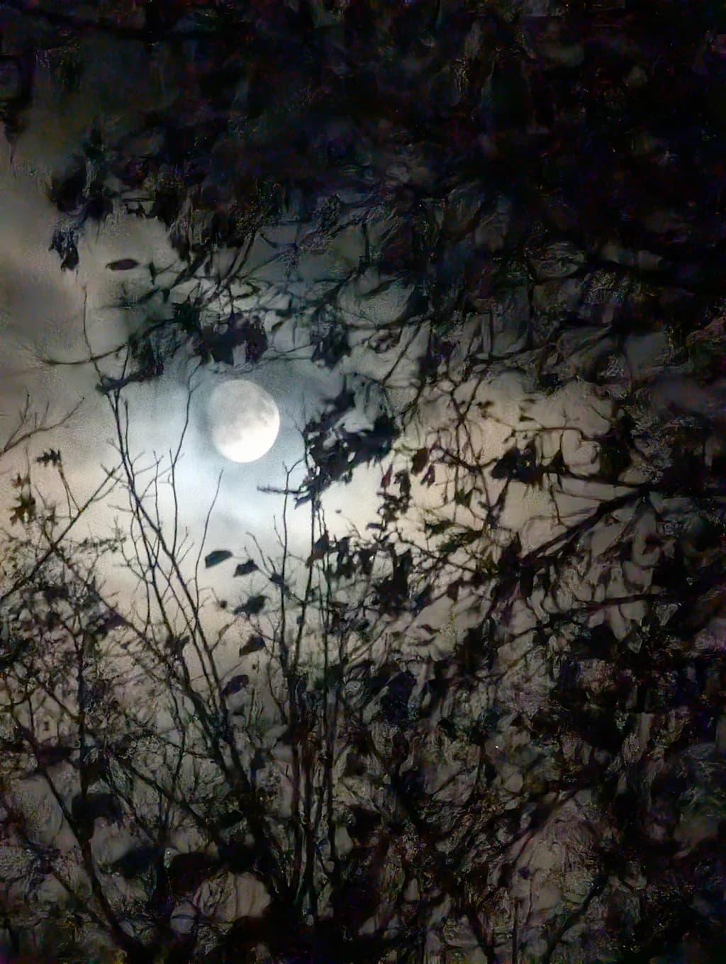 Moonlit Shadows