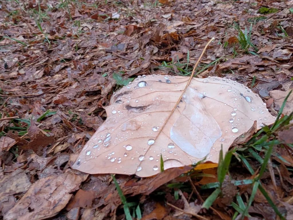 Autumn Leaf Serenity
