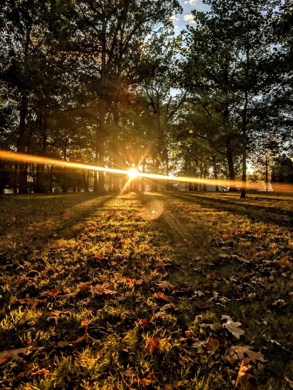 Golden Forest Glow