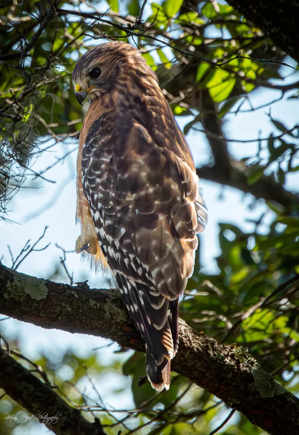 Airlie Hawk Perch