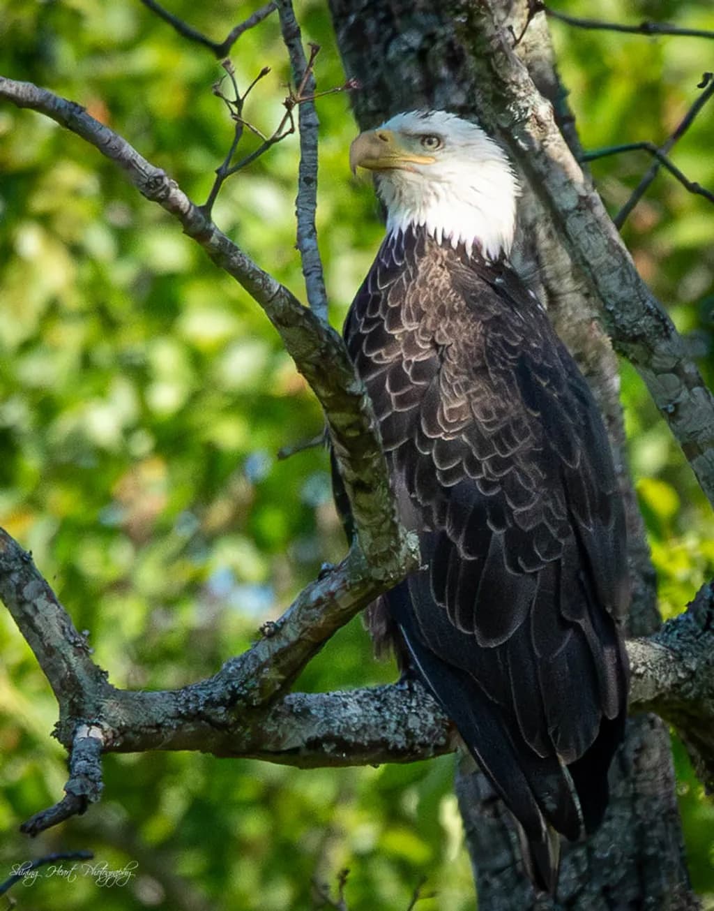 Perched Sentinel