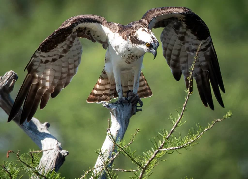 York River Osprey