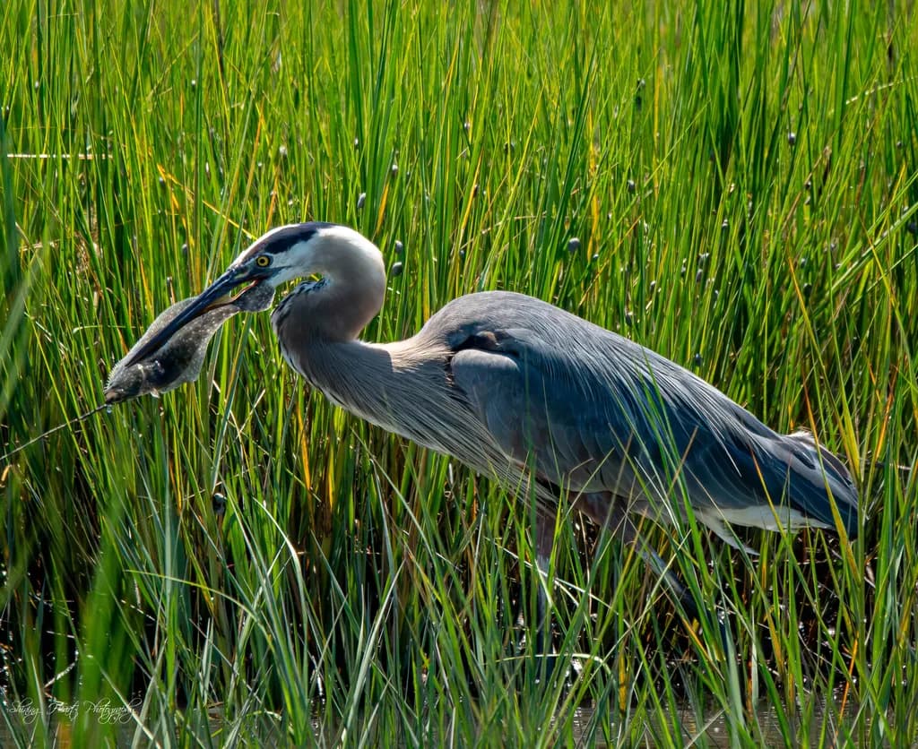 Virginia Beach Heron