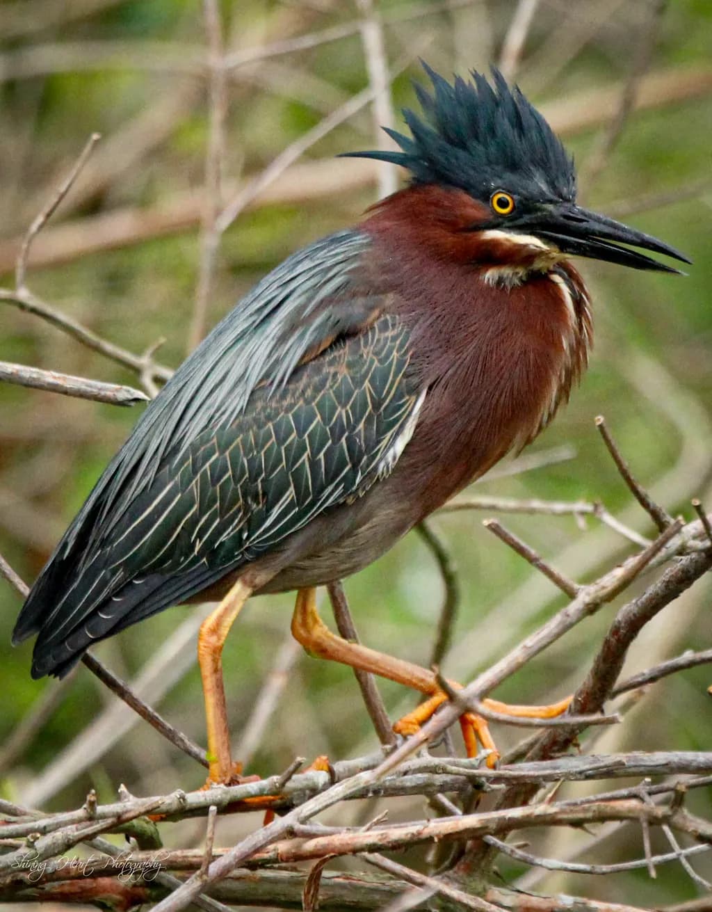 Currents Heron