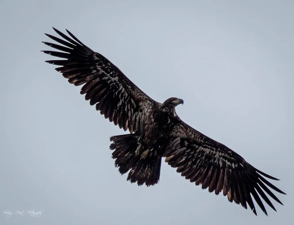 Soaring Majesty