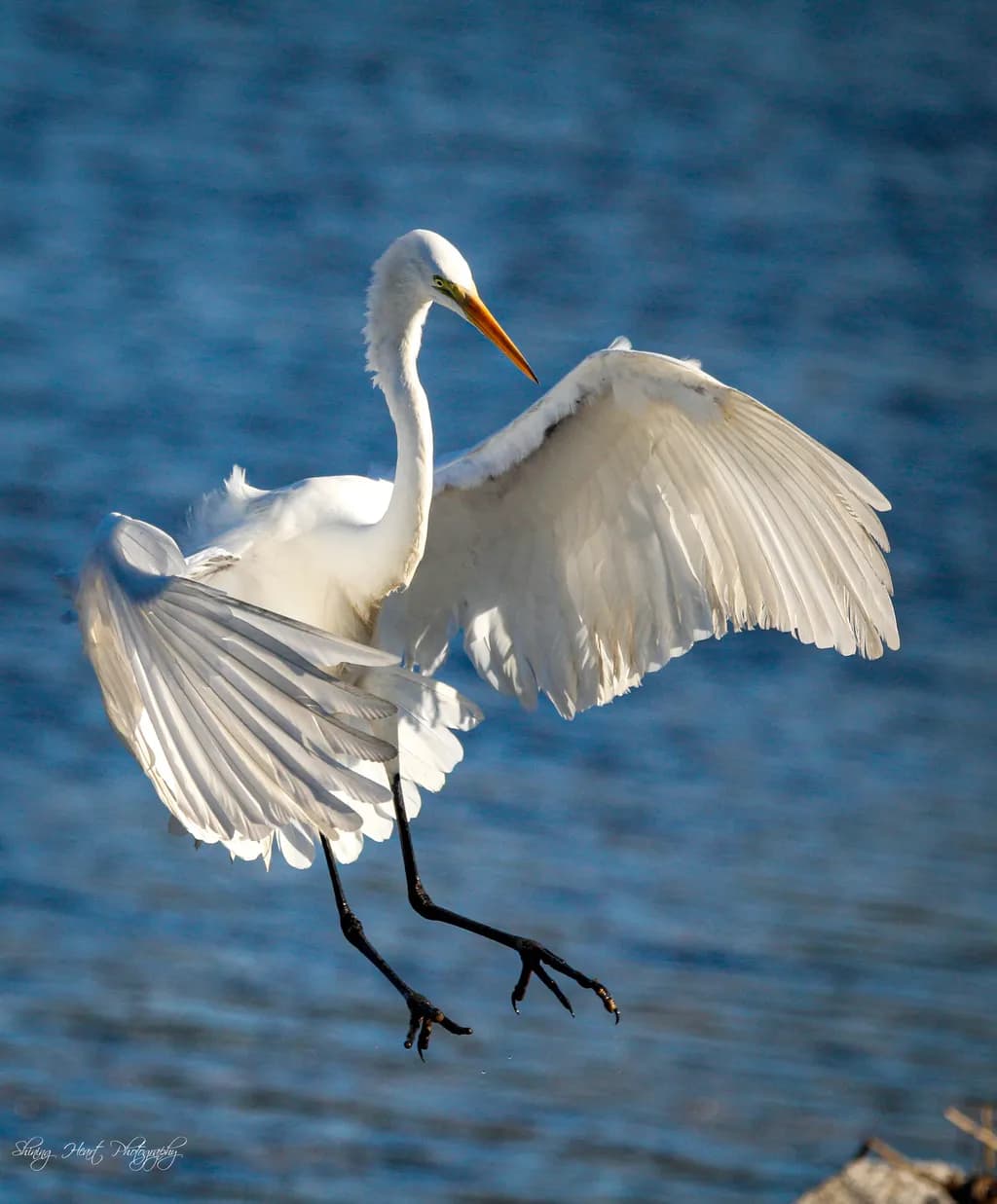Egret in Flight