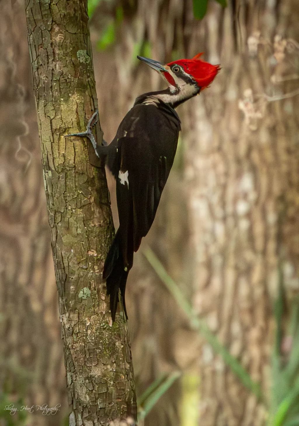 Paynes Prairie Woodpecker