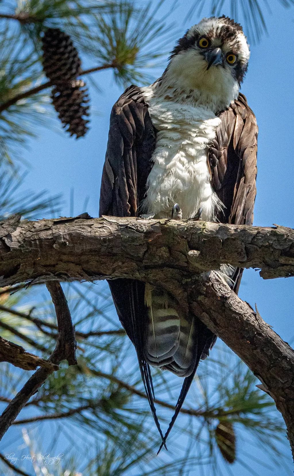 Curious Osprey in Norfolk