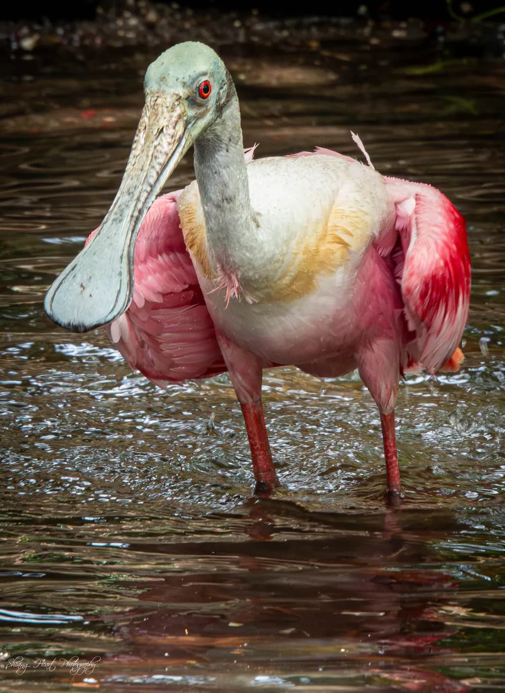 St. Augustine Spoonbill