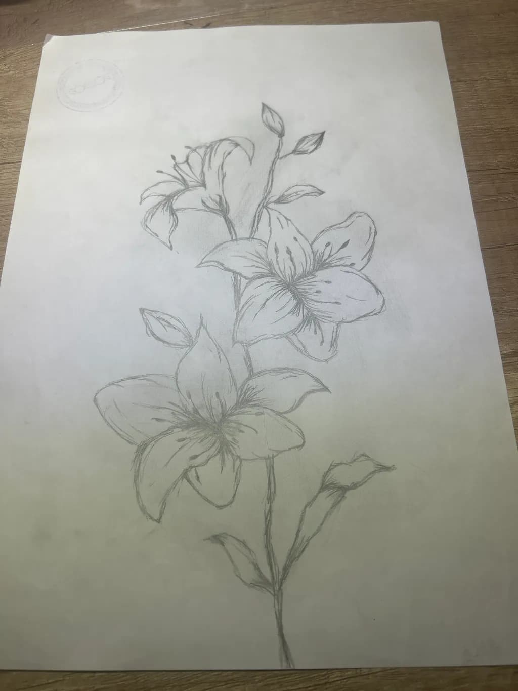 Lily Sketch