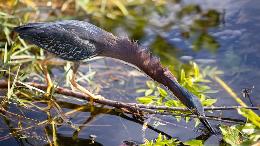 Green Heron Strike