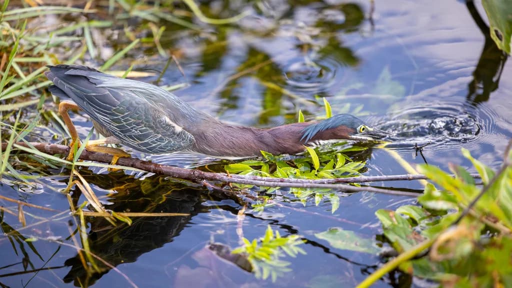 Green Heron Strike